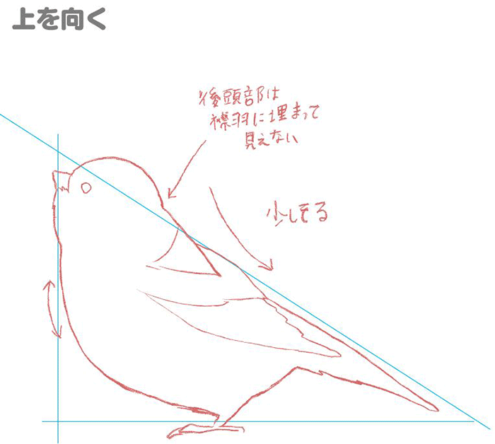 鸟的各种姿势的画法！